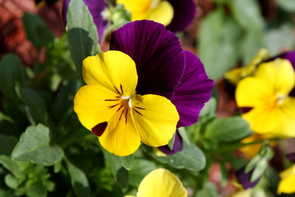 Viola tricolor pansy via Wikipedia